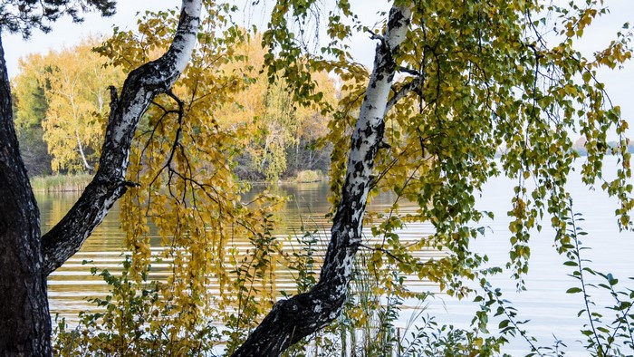 Birch trees by a river in autumn