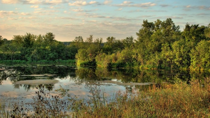Forest around a calm lake at sunset