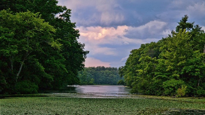 Overgrown lake surrounded by trees under cloudy sky