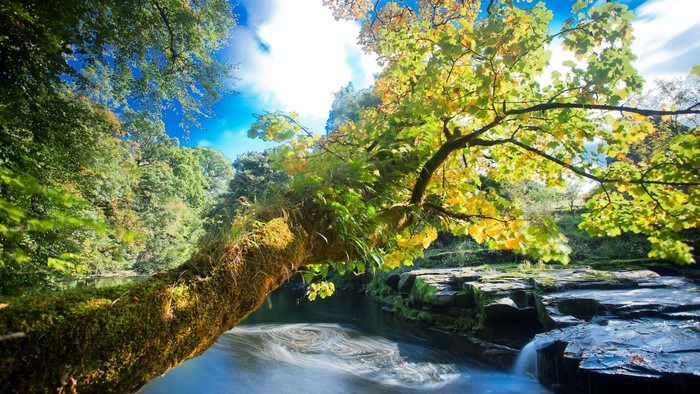 Mossy tree branch over a river with a waterfall