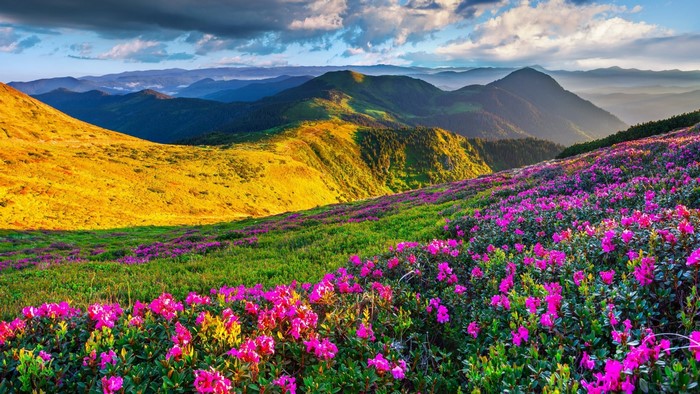Pink Azaleas on a Mountain Slope