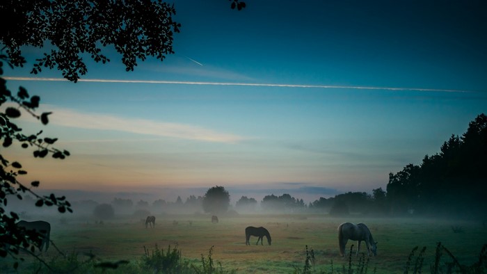 Horses grazing in a misty pasture at dawn