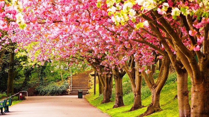 Park pathway lined with blooming cherry blossom trees