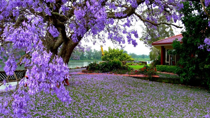 Jacaranda tree in bloom by a lake with a house