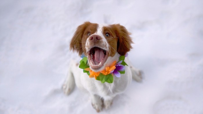 Brittany Spaniel dog wearing a lei in the snow