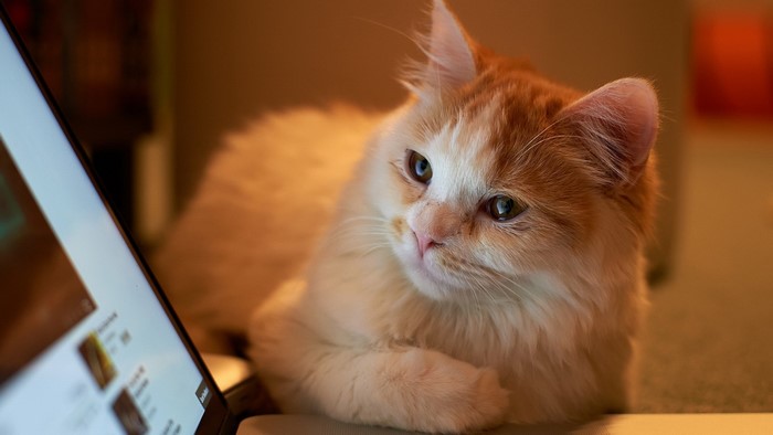 Orange and white cat on a laptop
