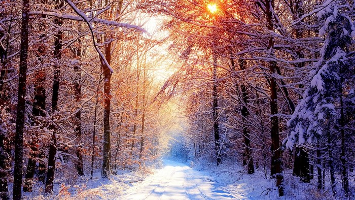 Sunlight through snow-covered trees on a winter path