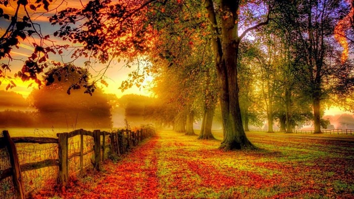 Autumn path with trees and fence