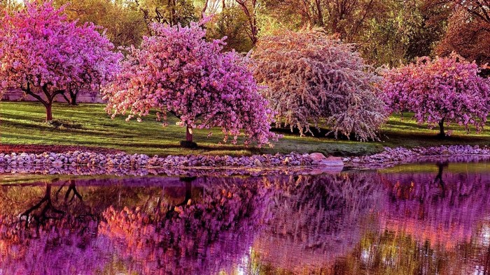 Pink and purple flowering trees by a lake