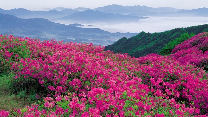 Pink azaleas blooming on a mountain with misty valleys