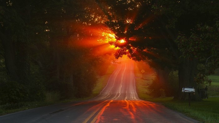Sunset over a road through trees