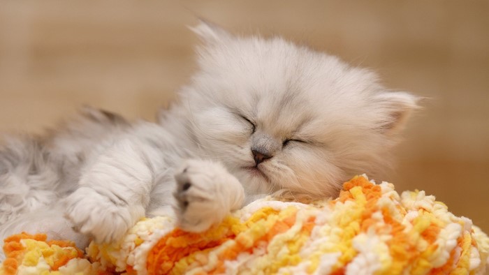 Cute fluffy kitten sleeping on a blanket