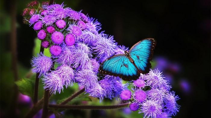 Blue butterfly on purple flowers