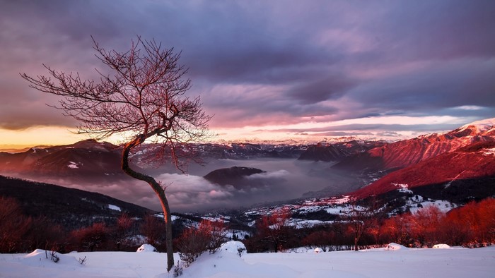 Snowy mountain valley at sunset with bare tree
