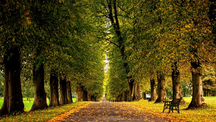 A tree-lined path in early autumn