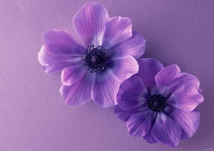 Two purple anemone flowers on a purple background