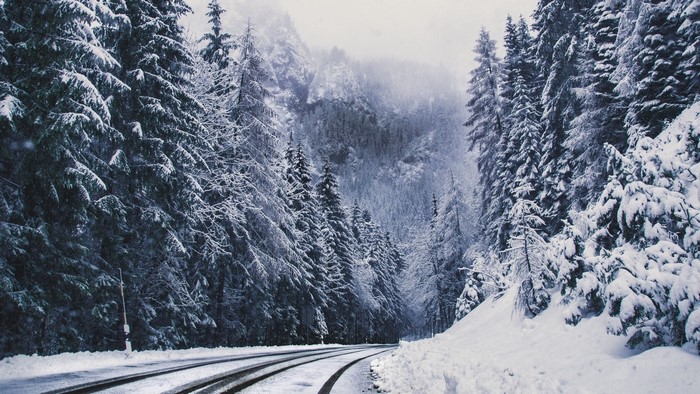 Snowy forest road with pine trees