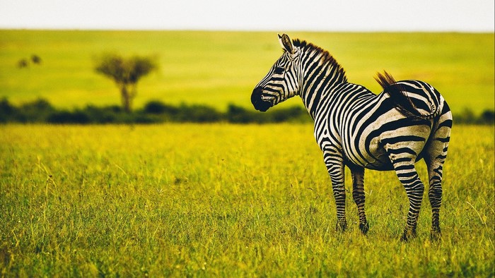 Zebra in a grassy field