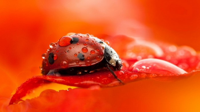 Ladybug with water droplets on a red petal
