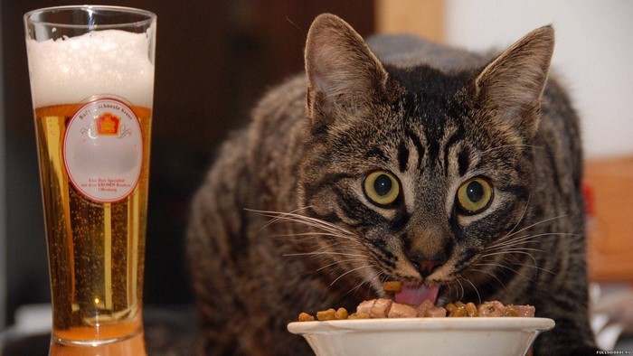 Cat eating from a bowl next to a beer glass
