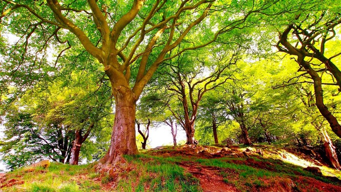 Trees on a grassy hill