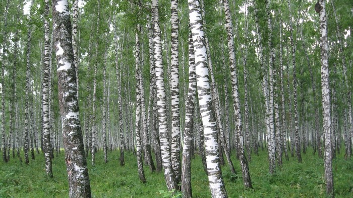Birch Grove with Green Grass