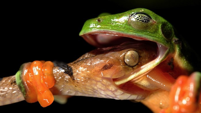 Green frog eating a snake