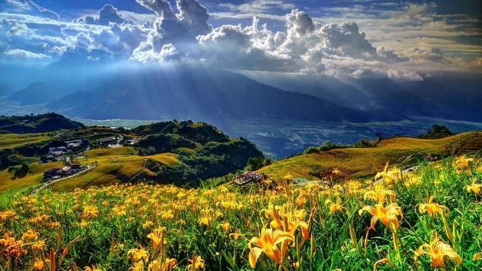 Yellow lilies on rolling hills with mountains and clouds