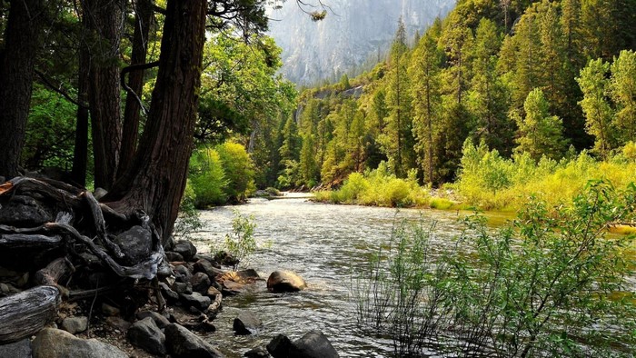 River flowing through a forest with mountains in the background