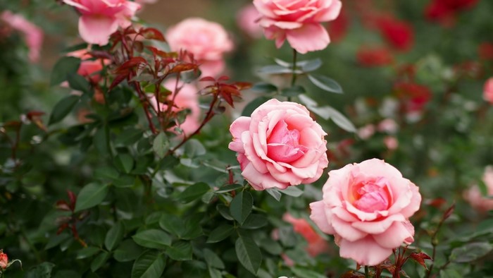 Pink Roses in a Garden