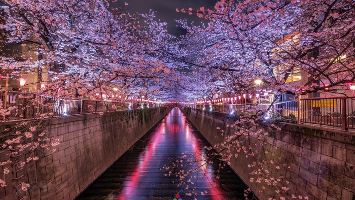 Cherry blossoms illuminated at night along a canal in Japan