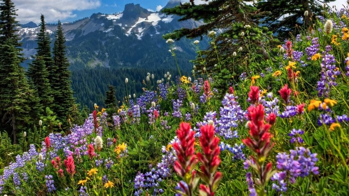 Wildflowers on a mountain slope with pine trees