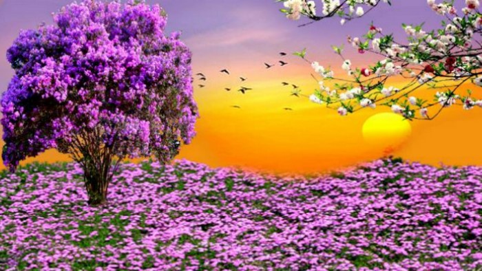 Purple tree and flowers at sunset