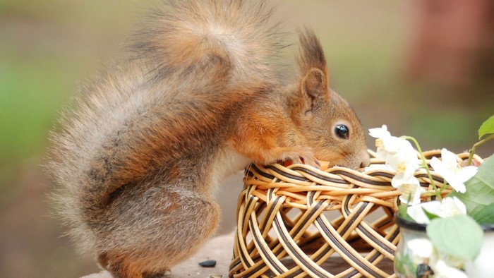 Curious squirrel eating from a basket