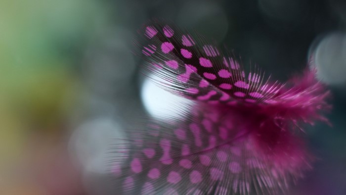 Macro shot of a pink dotted feather