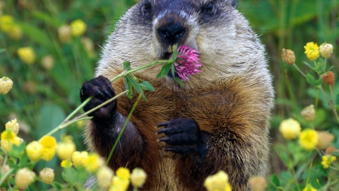 Groundhog eating a pink clover flower
