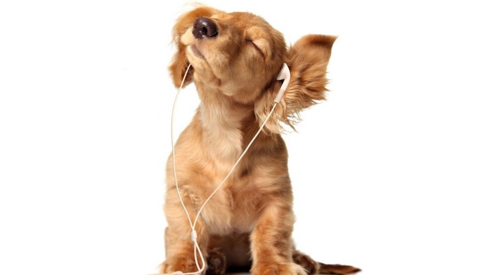 Puppy listening to music with earbuds