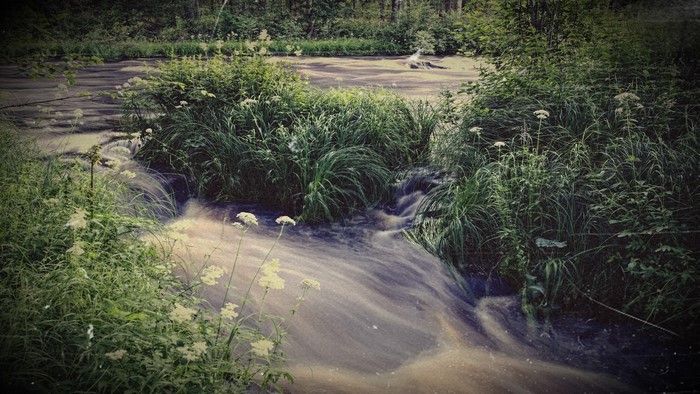 Rapid river flowing through green foliage