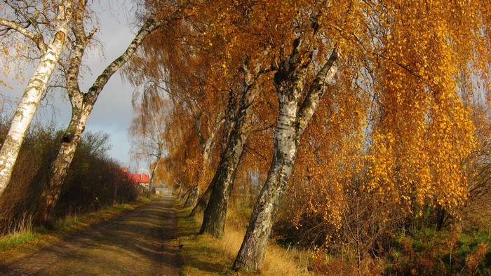 Autumn birch trees line a dirt road
