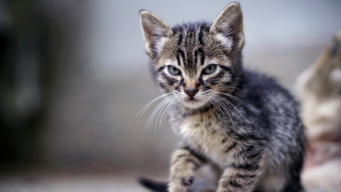 Tabby kitten sitting outdoors