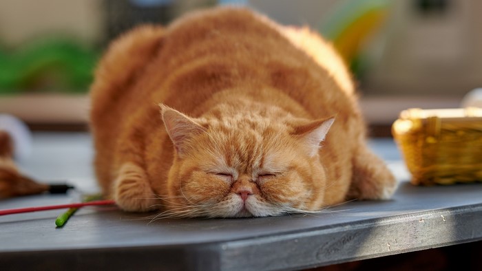 4K Orange cat sleeping on a table