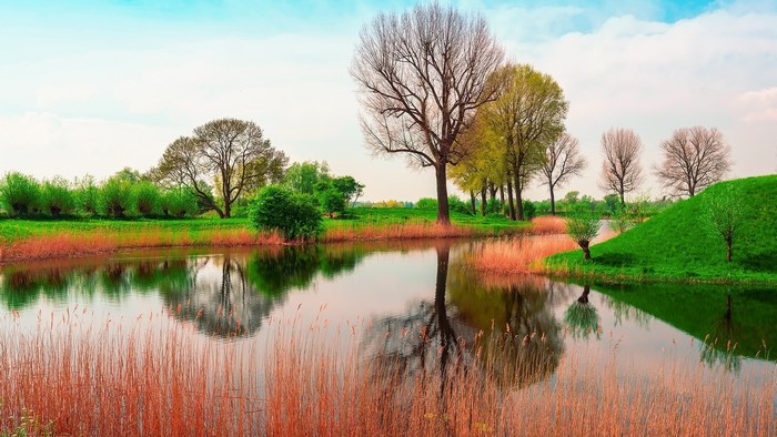 Orange reeds and green grass by a reflective river