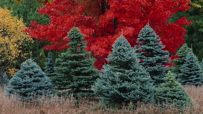 Autumn trees with red and yellow foliage