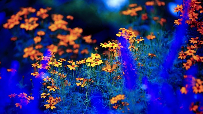 Yellow flowers with blue background