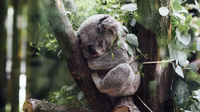 Koala sleeping on a tree branch