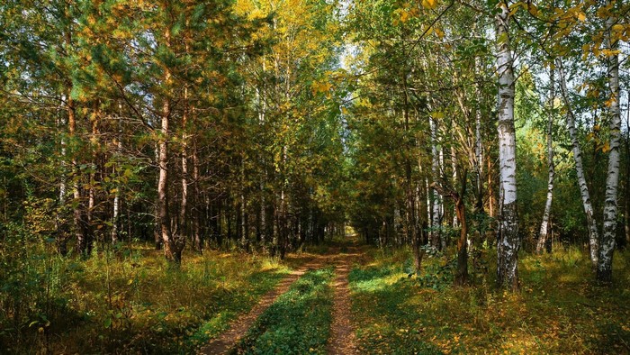 Dirt road through a forest with birch trees