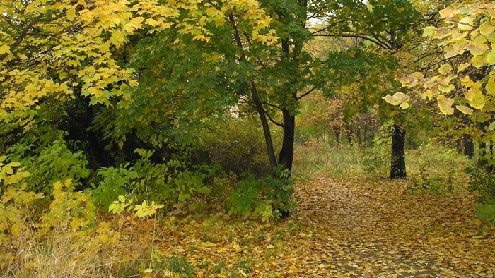 Autumn path covered in fallen leaves