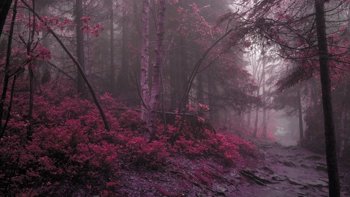 4K Path in a Pink Forest