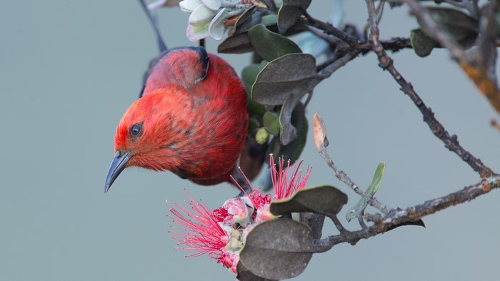 4K Fiery Hawaiian Flower Bird