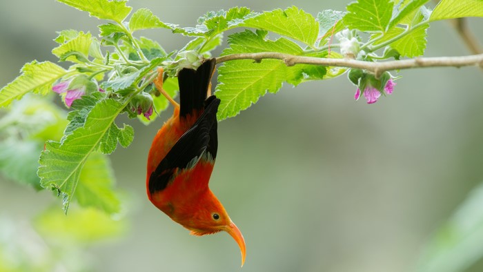 4K Rare bird hanging upside down on a branch